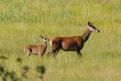 Hirschkuh (Cervus elaphus)  mit Kalb