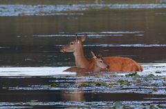 Hirschkuh  (Cervus elaphus) und Kalb