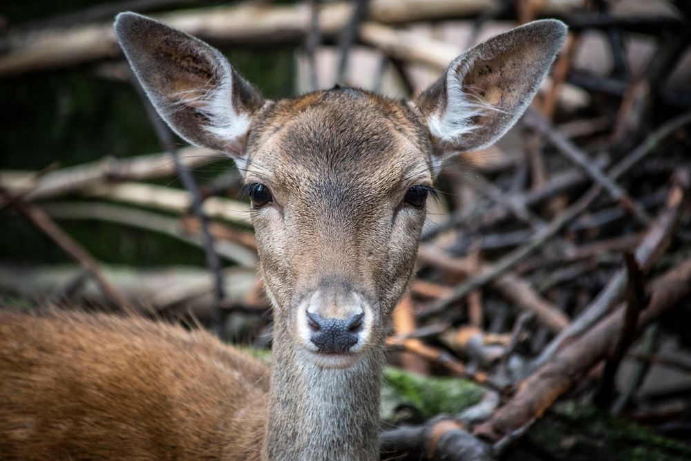 Hirschkuh Foto & Bild wald, outdoor, natur Bilder auf
