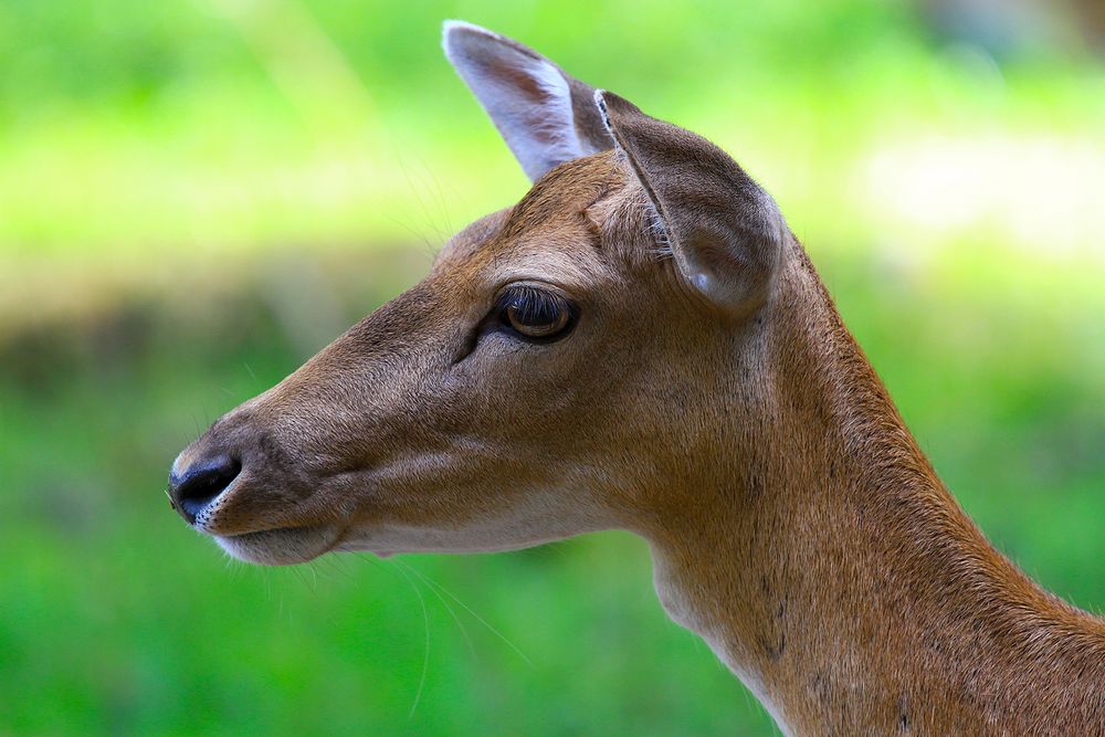 Hirschkuh / Dammwild