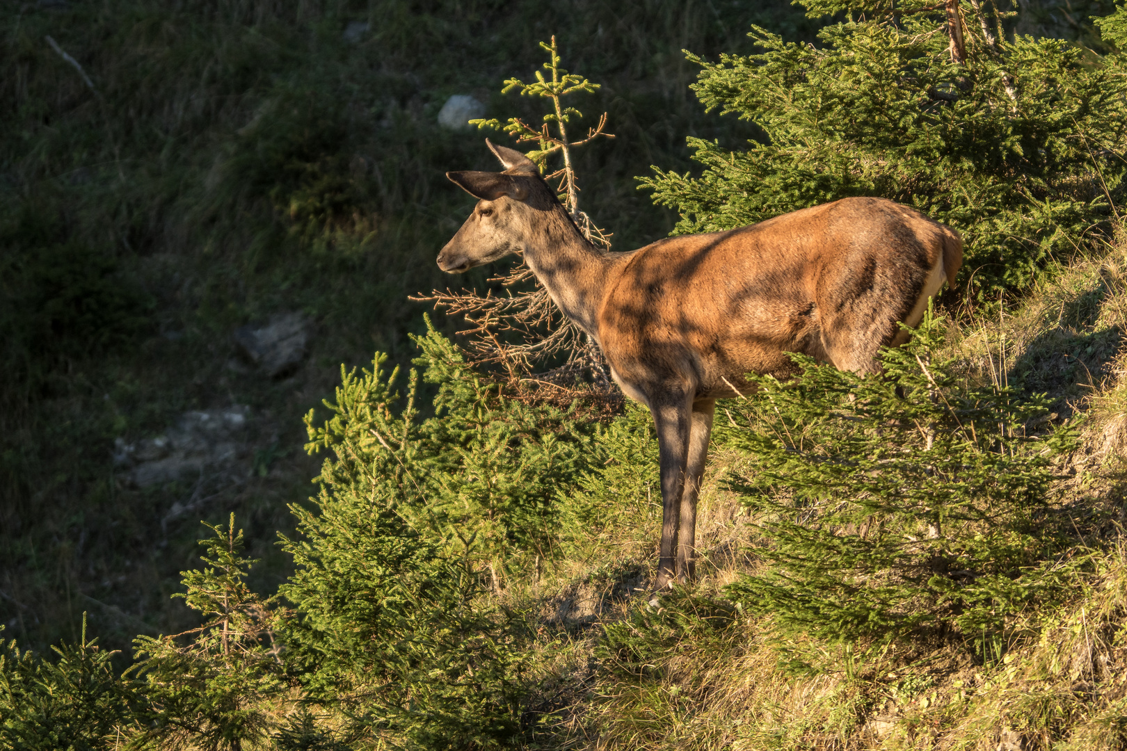 Hirschkuh im Abendlicht