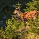 Hirschkuh im Abendlicht