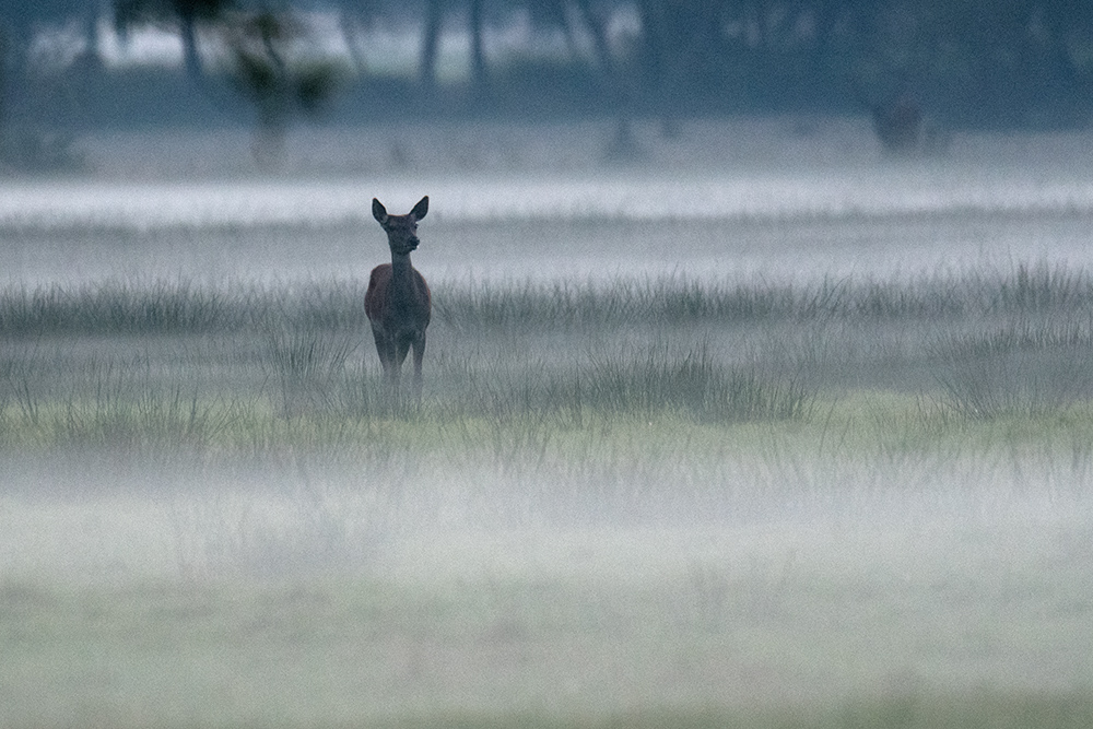 Hirschkuh im Bodennebel