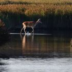 Hirschkuh im letzten Licht