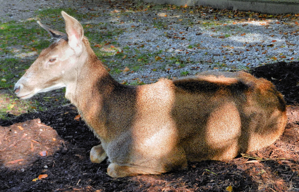 Hirschkuh im Licht und Schatten