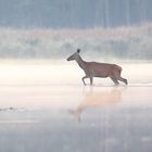 Hirschkuh im Nebel