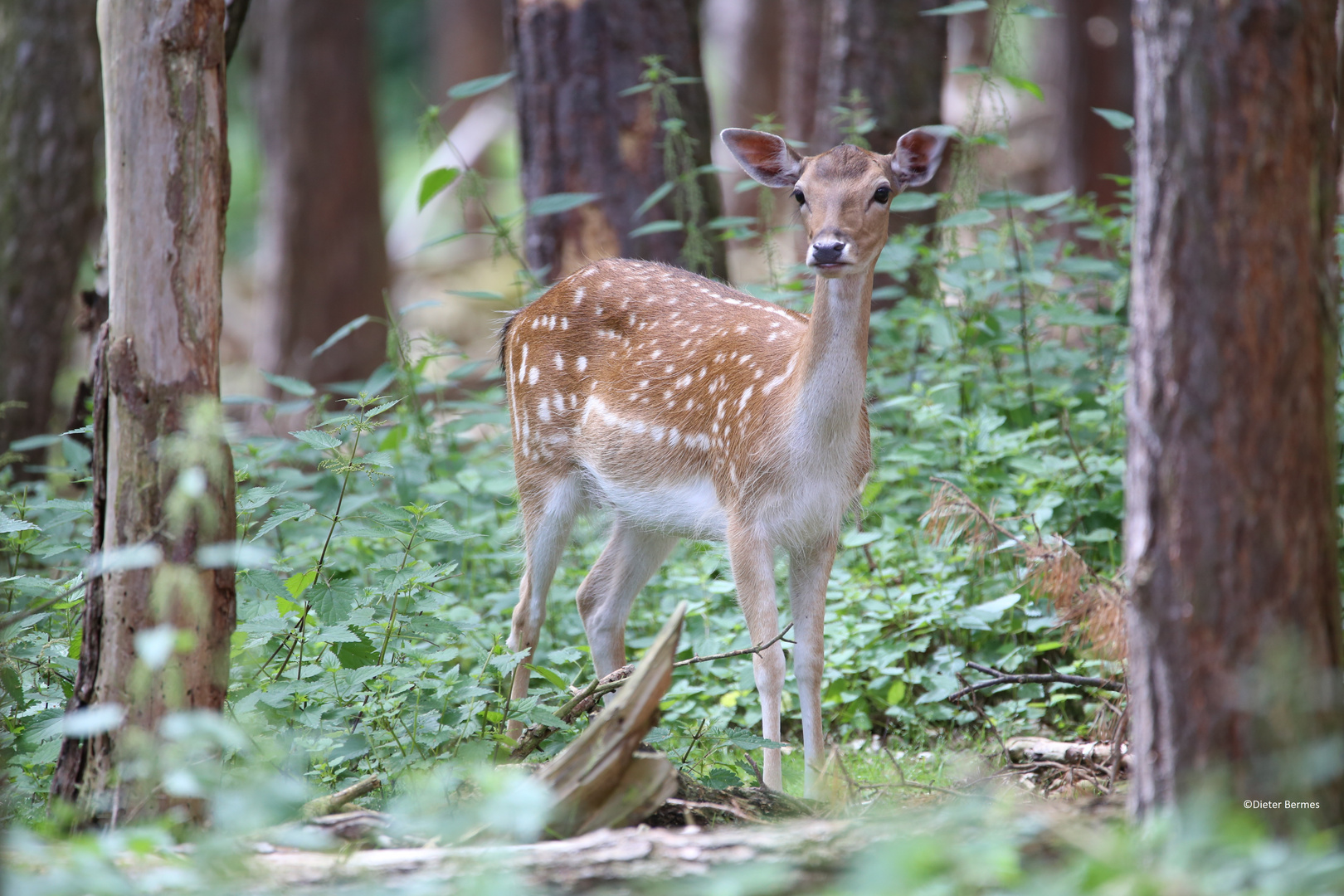 Hirschkuh im Wald