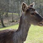 Hirschkuh im Wildpark