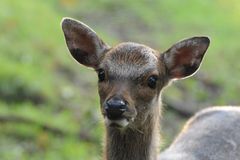 Hirschkuh im Wildpark Eekholt