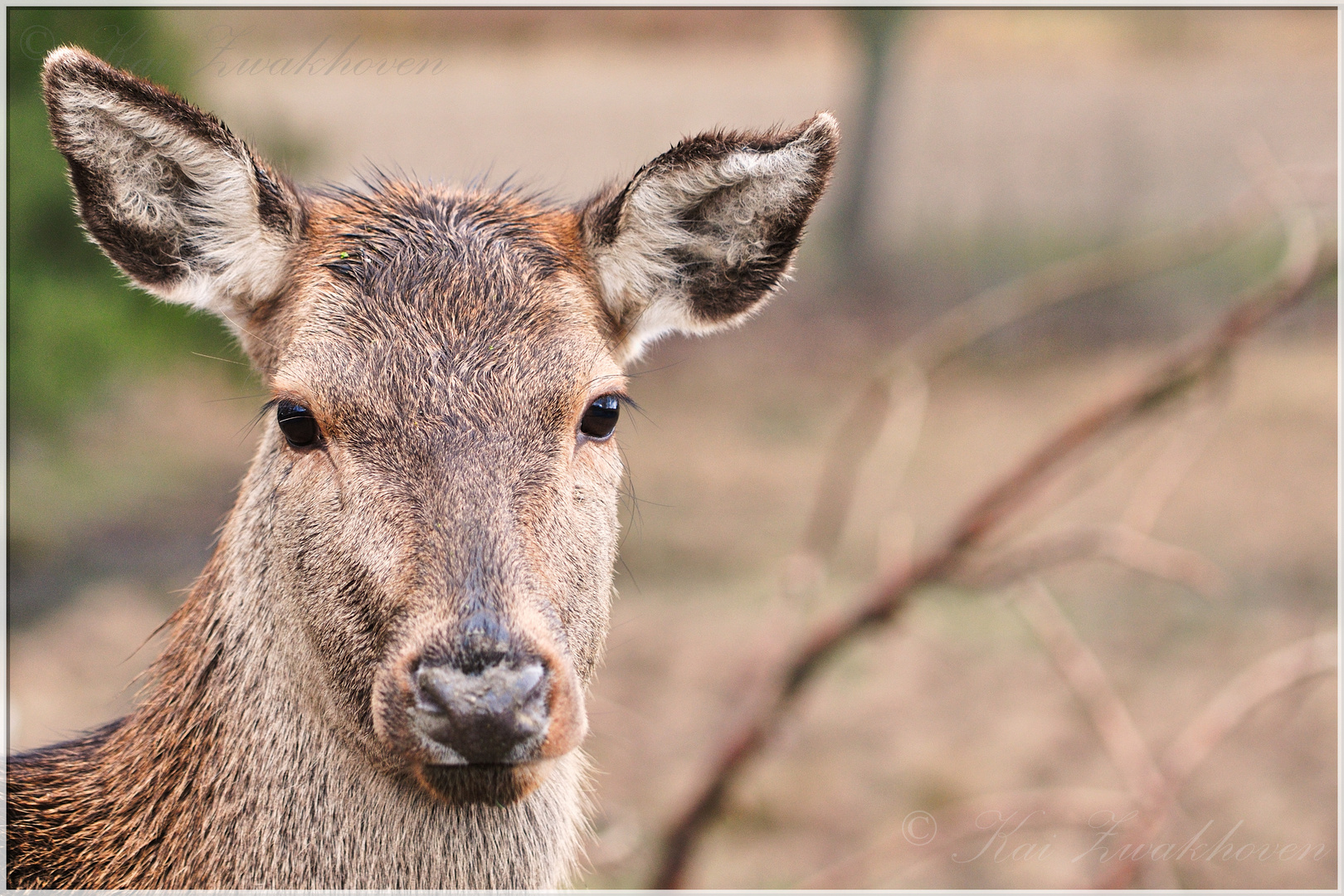 Hirschkuh im Wildpark Herrnrast