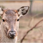 Hirschkuh im Wildpark Herrnrast