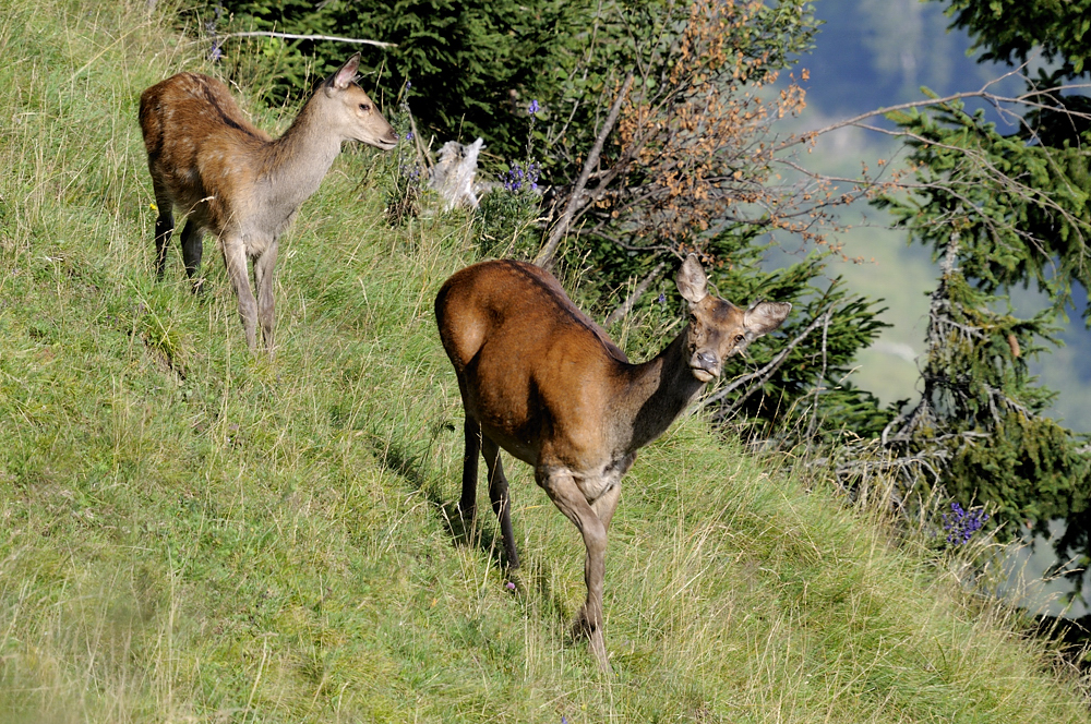 Hirschkuh mit Kalb