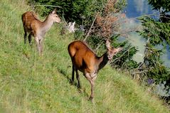 Hirschkuh mit Kalb