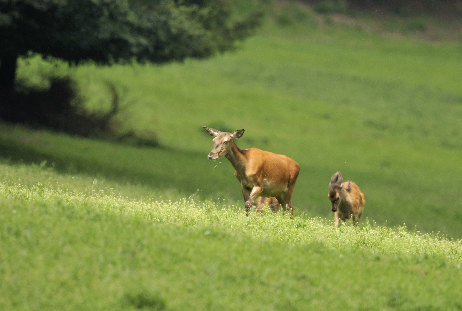 Hirschkuh mit Kalb