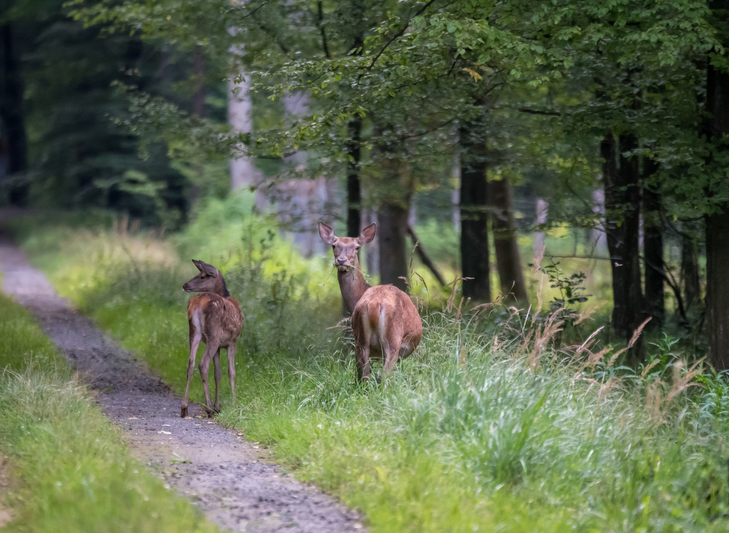 Hirschkuh mit Kalb