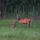 Hirschkuh mit Kalb