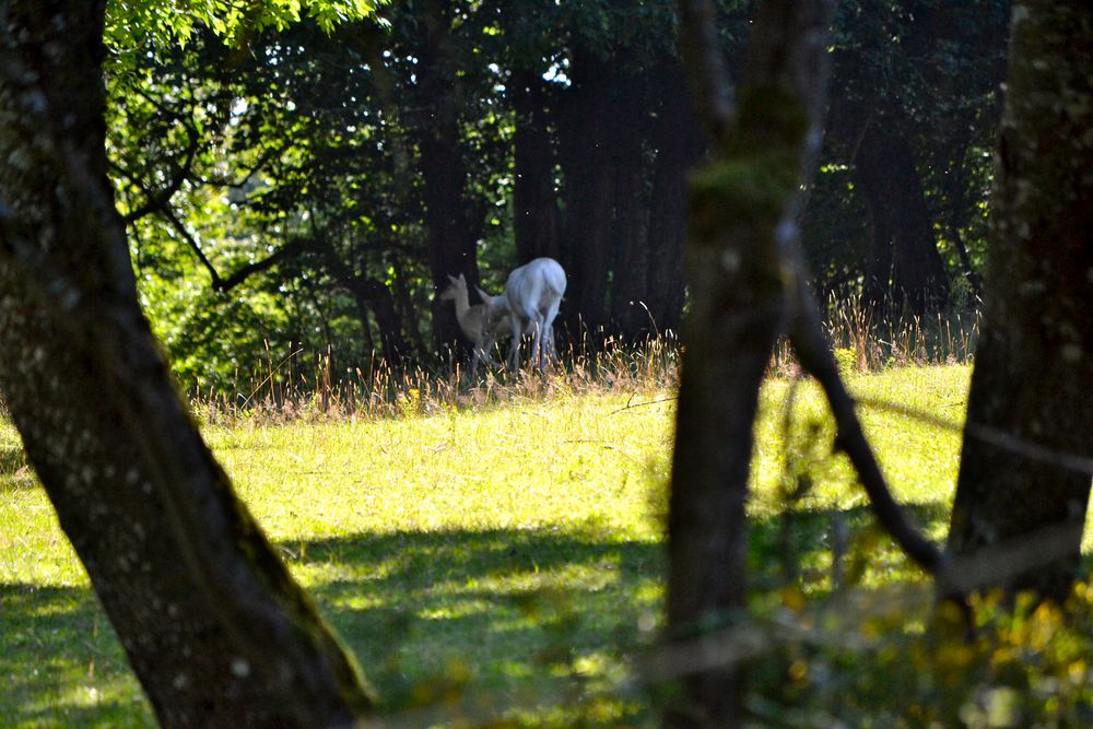 Hirschkuh mit Kind