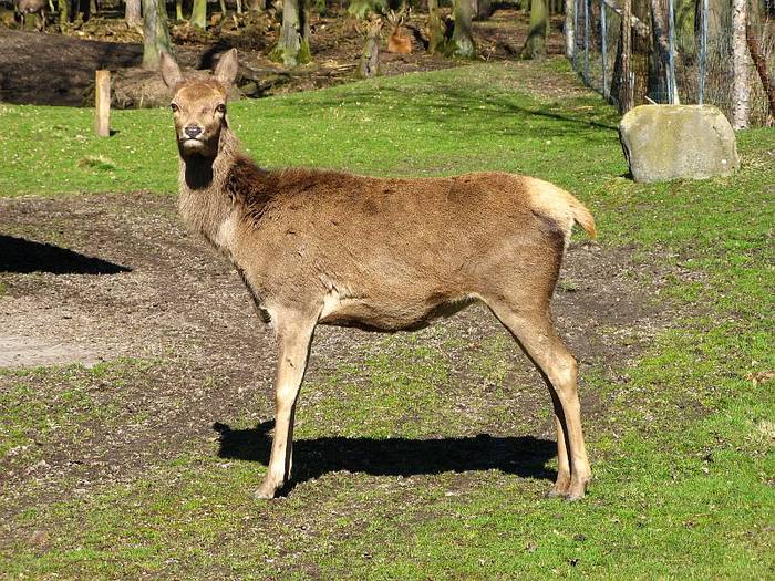 Hirschkuh mit Schattenbaby