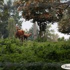 Hirschkuh und Hirsch im Wildpark Edersee