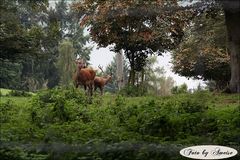 Hirschkuh und Hirsch im Wildpark Edersee