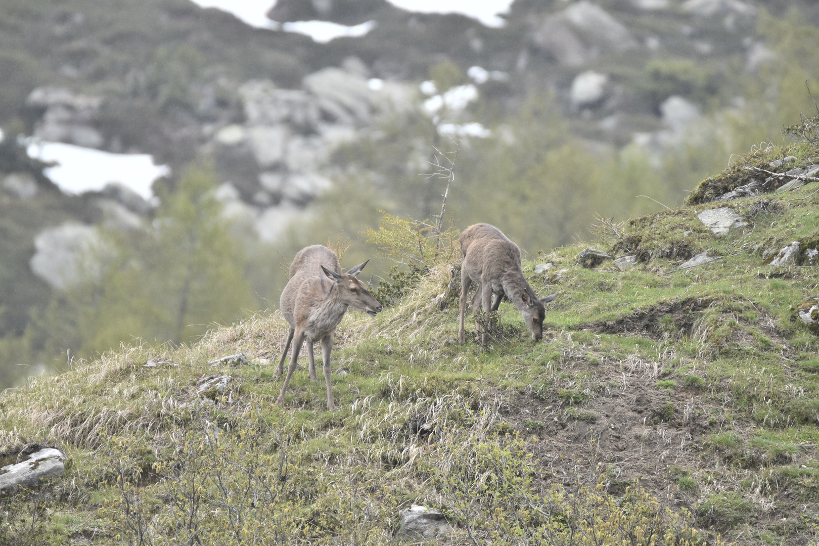 Hirschkuh und Hirschkalb 