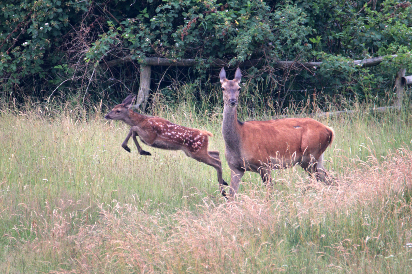 Hirschkuh und Kalb