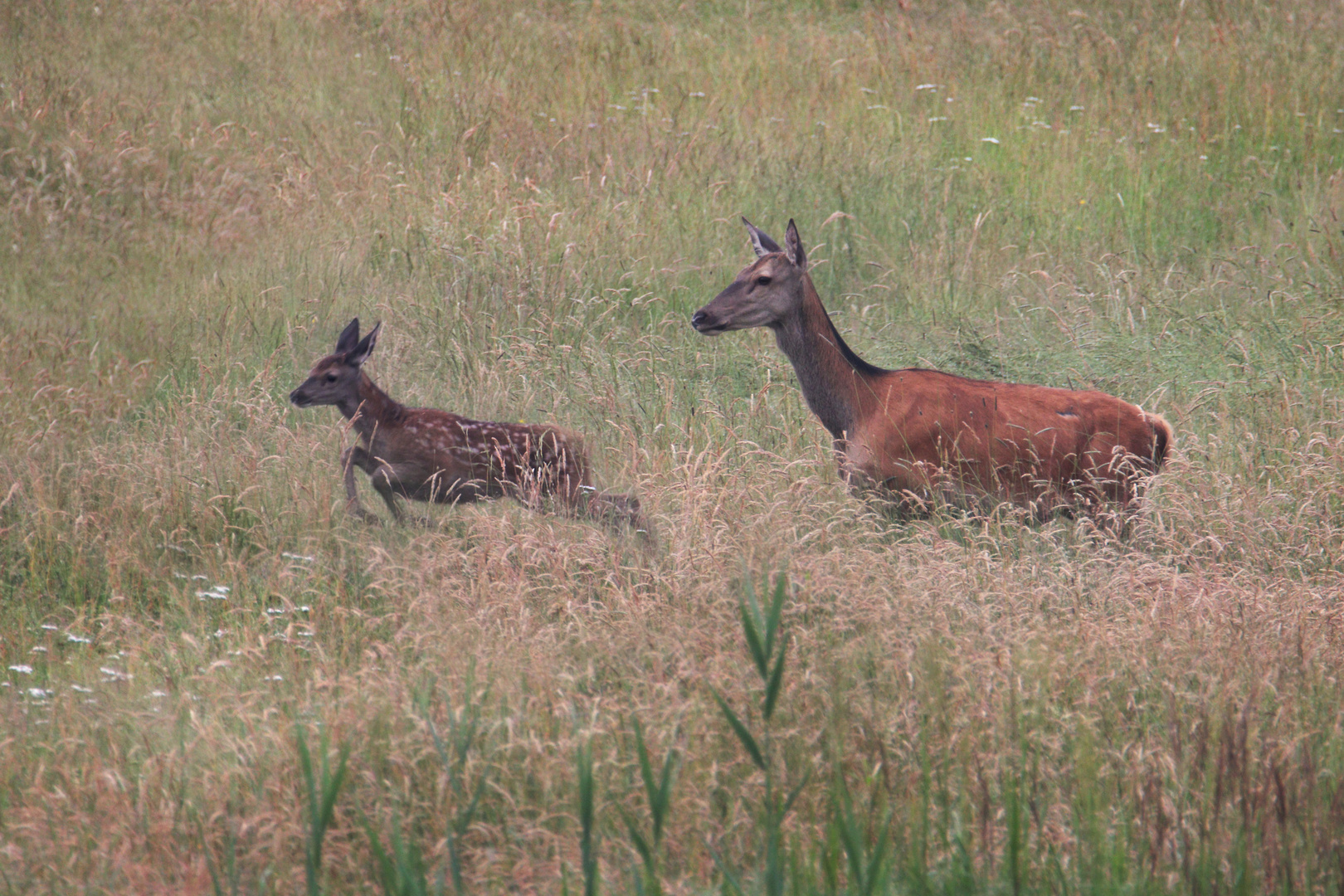 Hirschkuh und Kalb