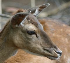 Hirschkuhportrait