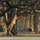 Hirschpark in Blankenese