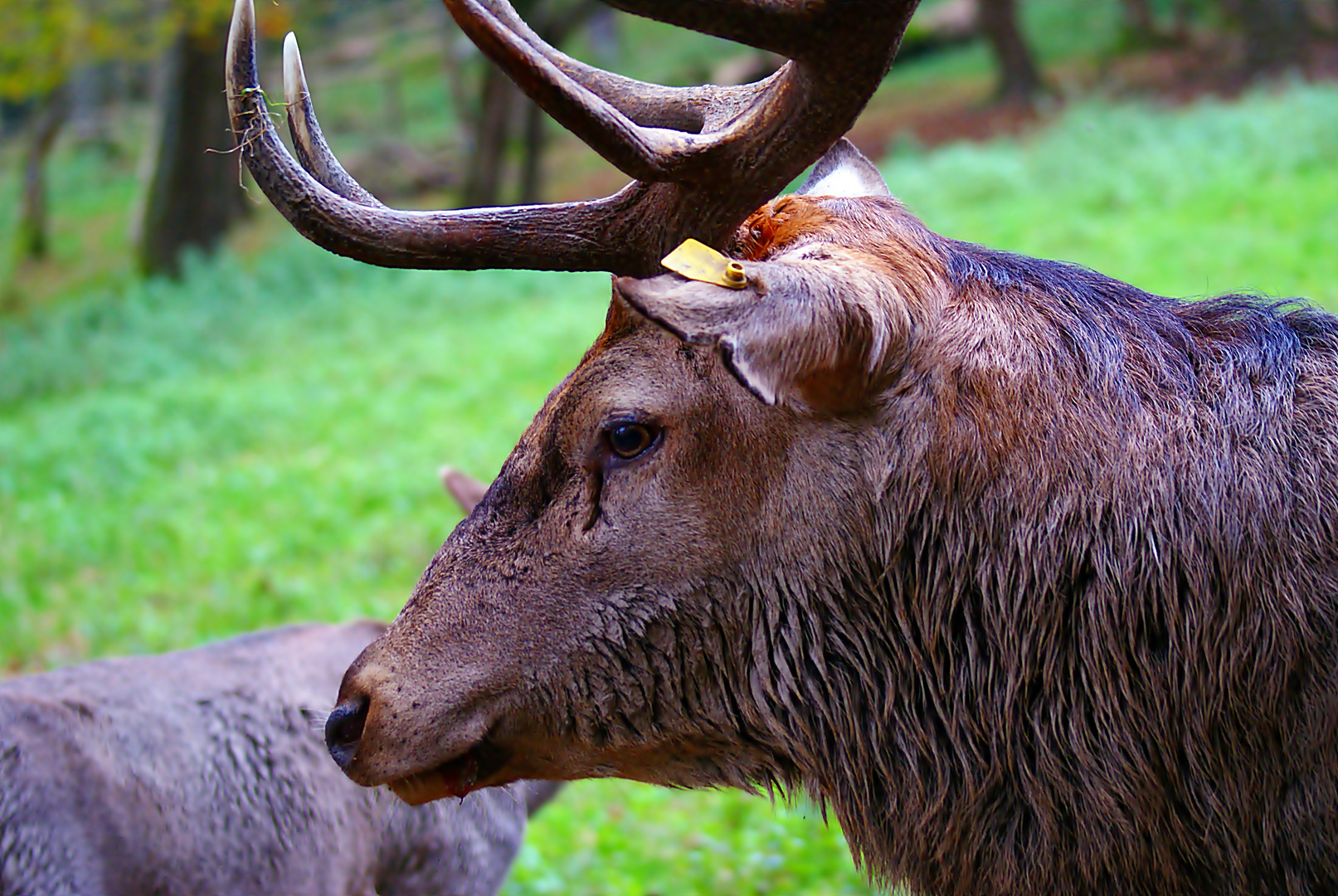 Hirschportrait