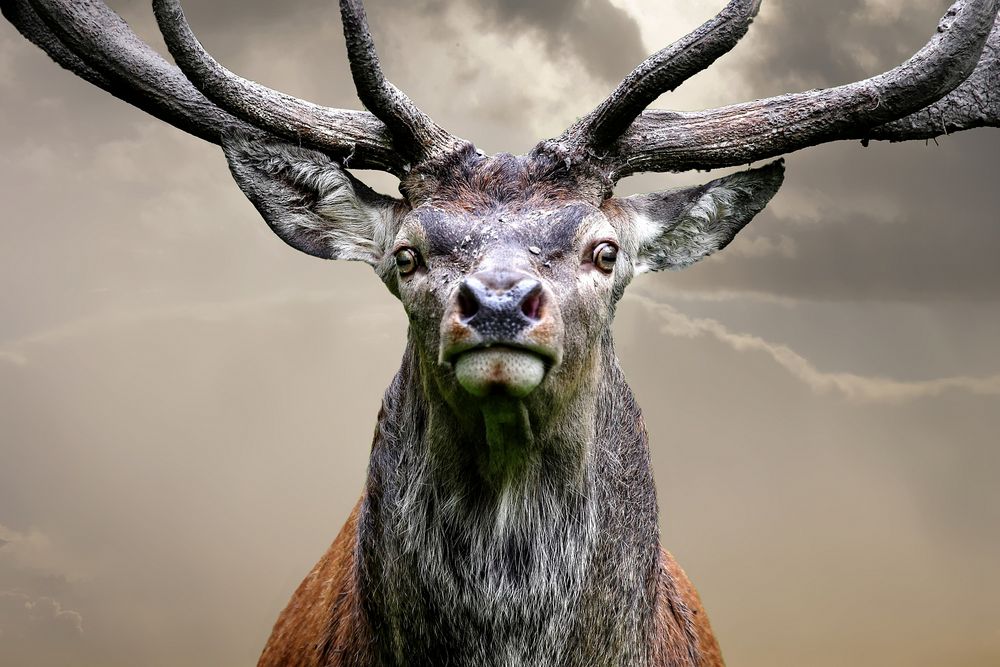 Hirschportrait Jägermeister Foto & Bild natur, tiere, wildlife Bilder