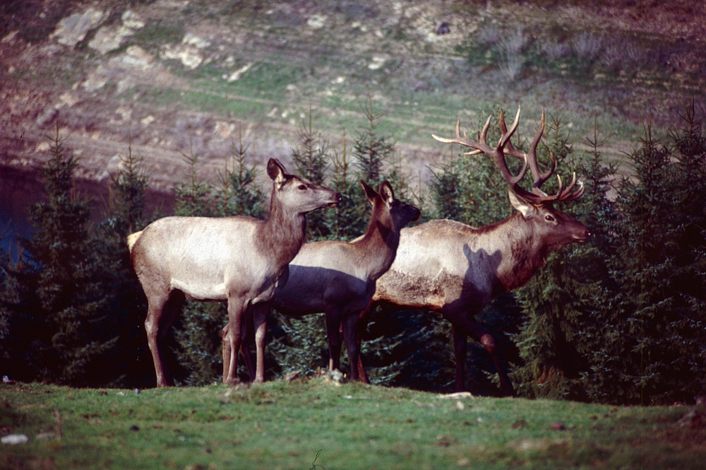 Hirsch+Rehe auf der Lichtung (2)