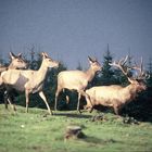 Hirsch+Rehe auf der Lichtung