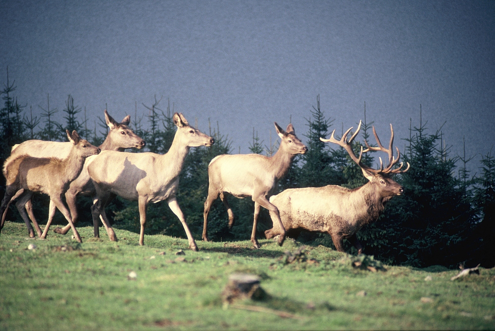 Hirsch+Rehe auf der Lichtung