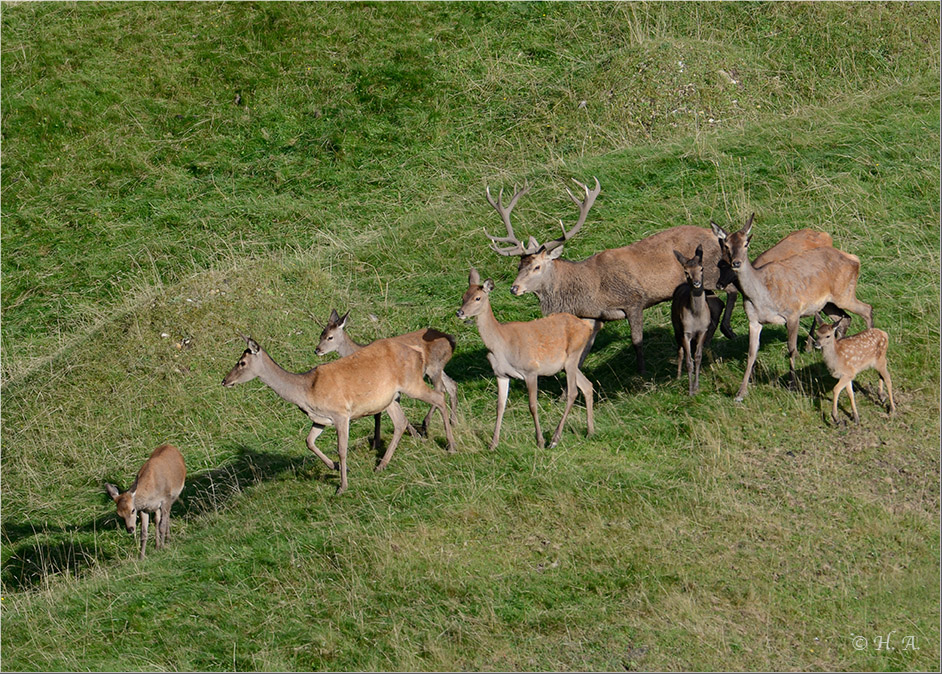 Hirschrudel