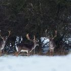 Hirschrudel am Knick