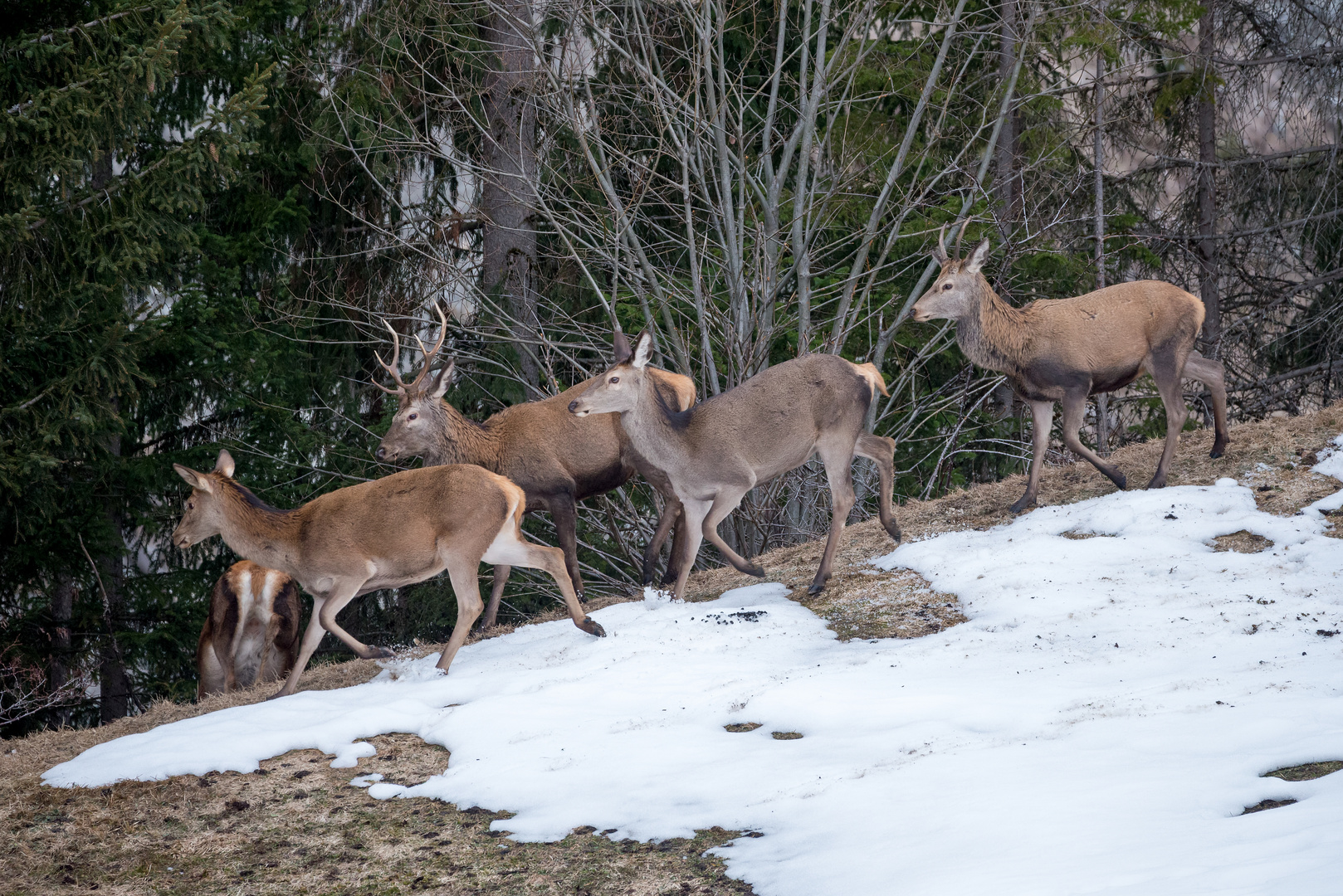 Hirschrudel auf dem Weg in's Tal