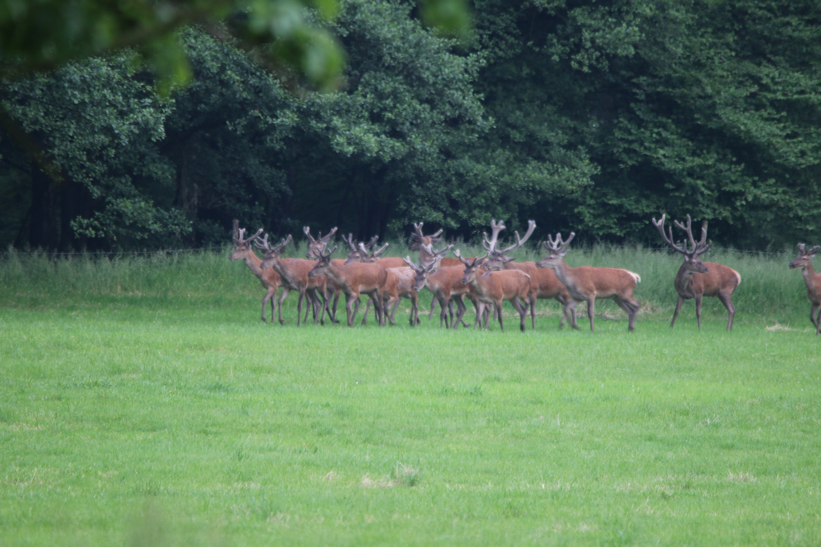 Hirschrudel beim einwechseln