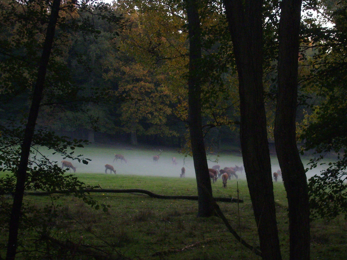 Hirschrudel im Nebel