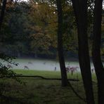 Hirschrudel im Nebel