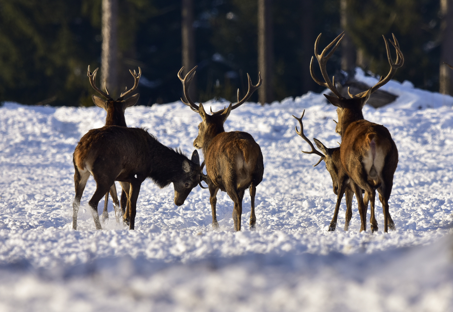 Hirschrudel im Schnee