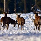 Hirschrudel im Schnee