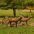 Hirschrudel Tierpark Bad harzburg