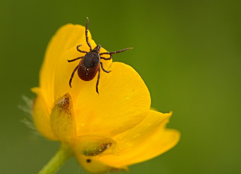 Hirschzecke (Ixodes scapularis)