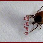 Hirschzecke (ixodes scapularis say)