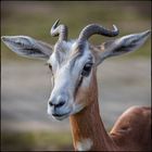 Hirschziegen-Antilope (Antilope cervicapra)