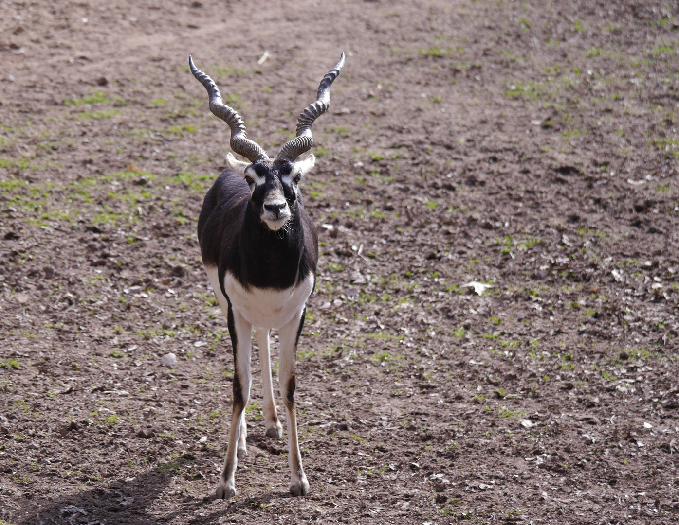 Hirschziegenantilope