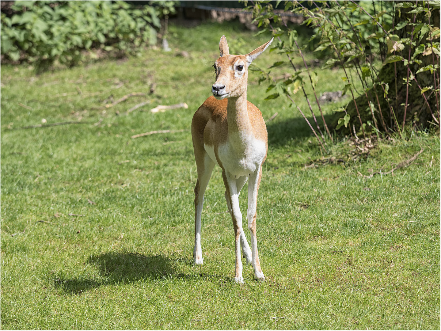 Hirschziegenantilope