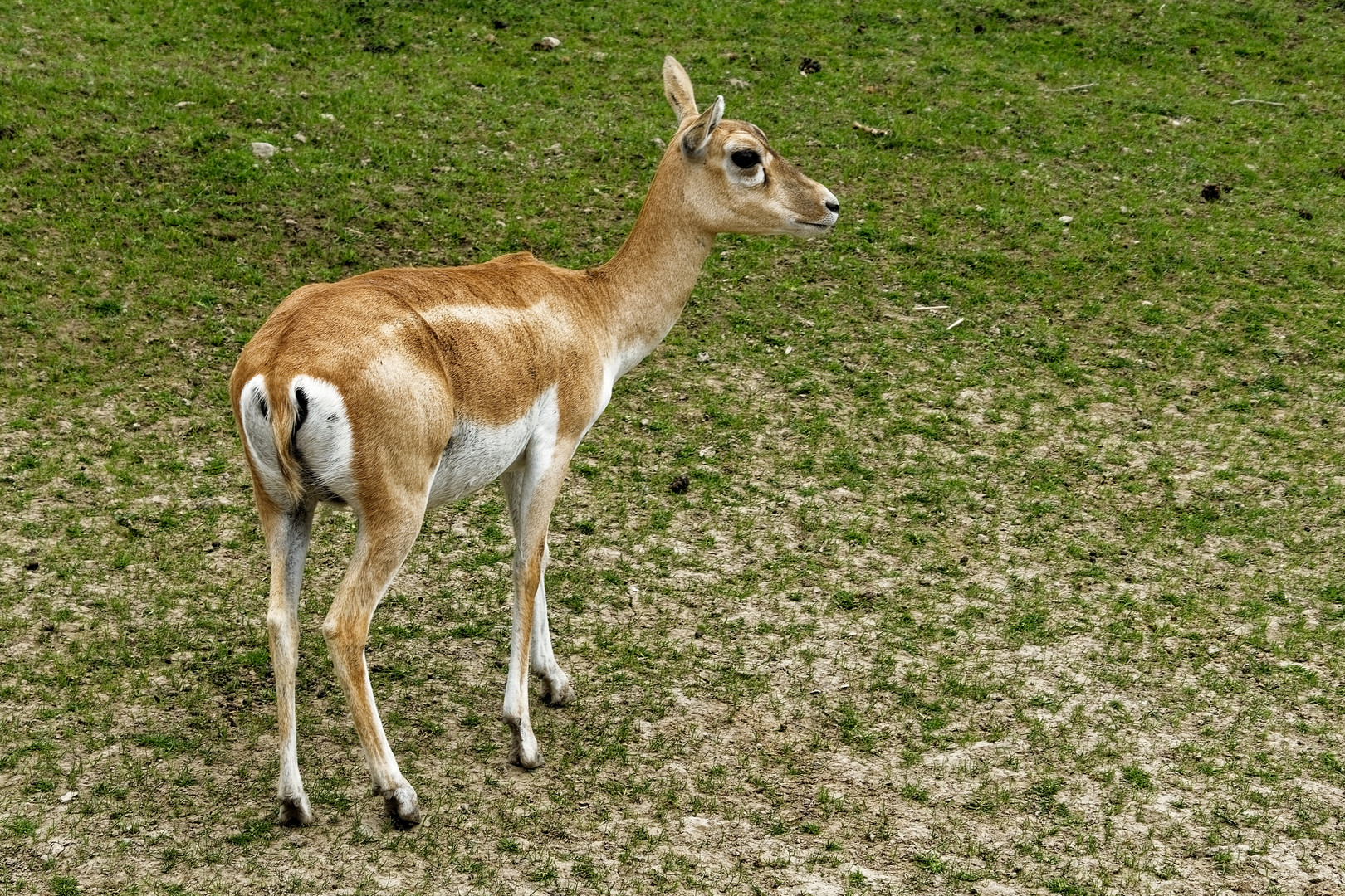 Hirschziegenantilope 