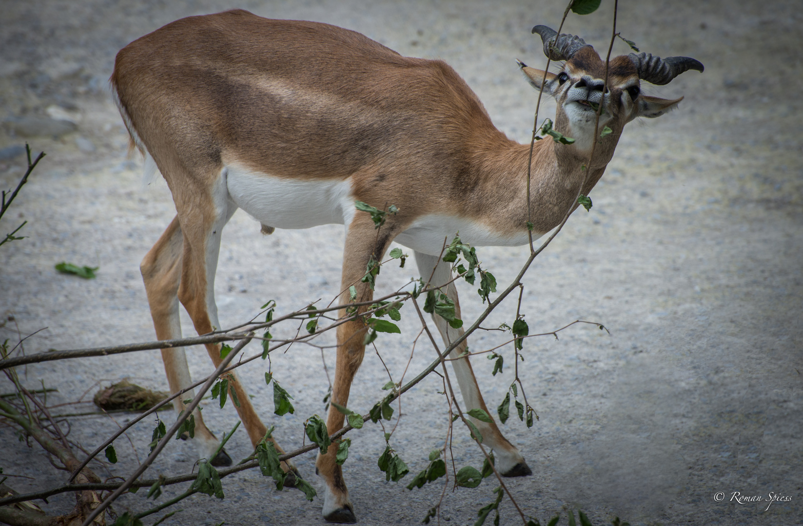 Hirschziegenantilope